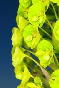 Euphorbia