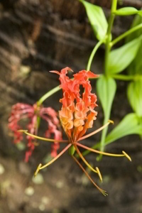 Gloriosa Lily