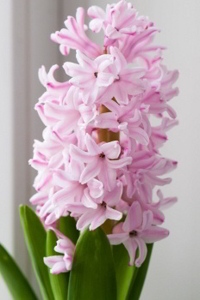 Hyacinth