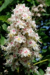 Horse Chestnut