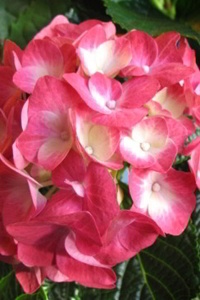 Hyacinth Bean