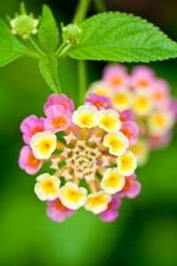 Lantana