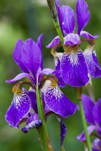 Iris