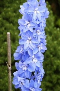 Larkspur