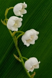 Lily of the Valley