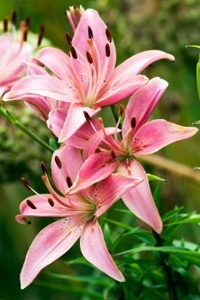 Lilium