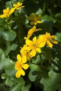 Marsh Marigold