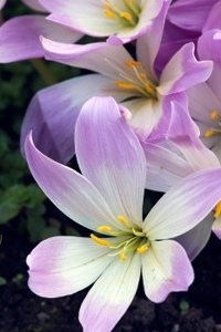 Meadow Saffron