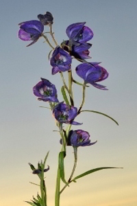 Monkshood