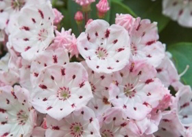 Mountain Laurel