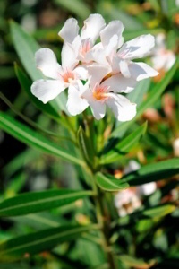 Nerium Oleander