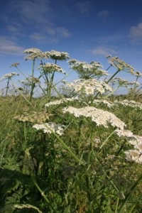 Poison Hemlock