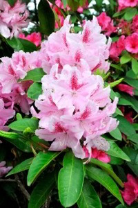 Rhododendron