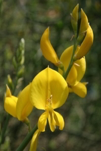 Scotch Broom