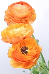 Ranunculus