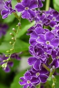 Sky Flower Duranta Erecta