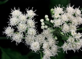 White Snakeroot