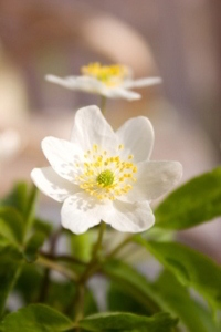 Wood Anemone