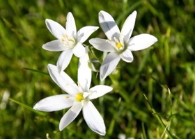 Star-of-Bethlehem