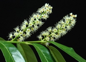 Cherry Laurel