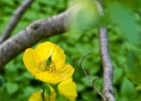 Celandine