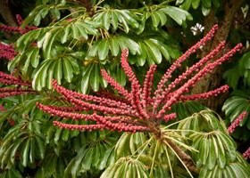 Schefflera