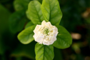 rose jasmine
