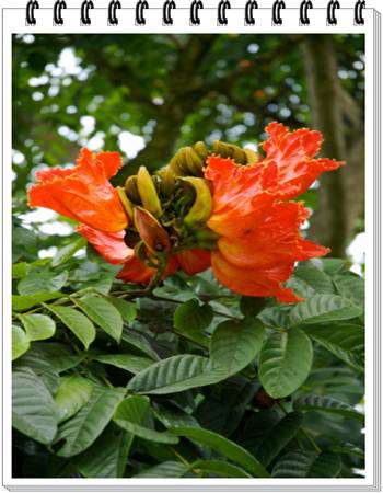 African Tulip Tree