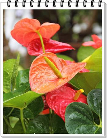 Anthurium