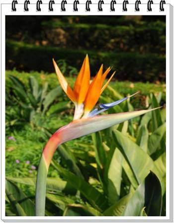 Bird of Paradise