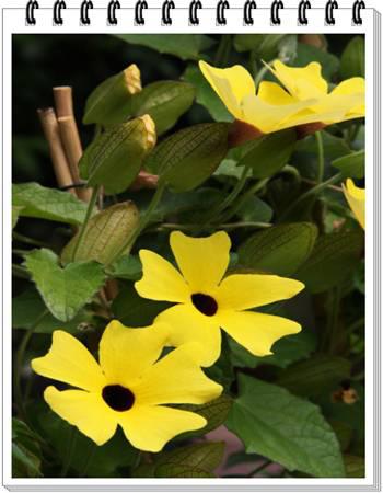 Blackeyed Susan