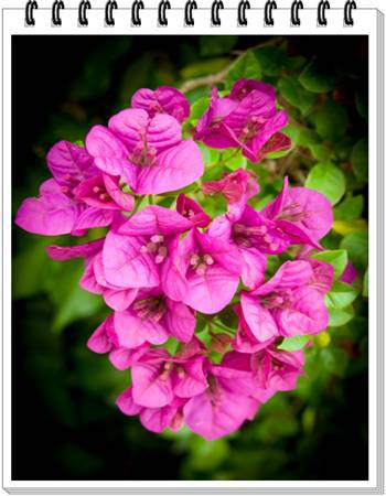 Bougainvillea