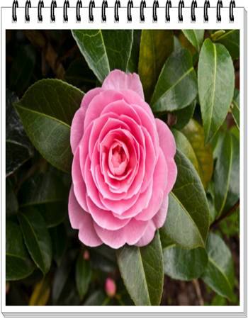 Camellia