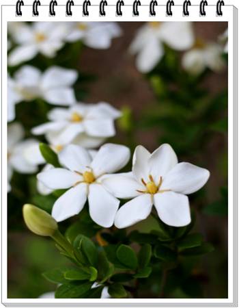 Cape Jasmine