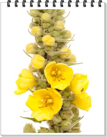 Common Mullein