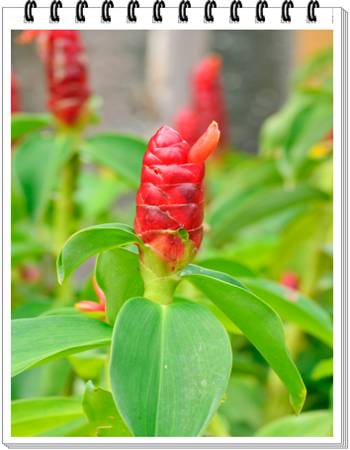 Costus