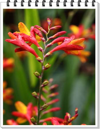 Crocosmia