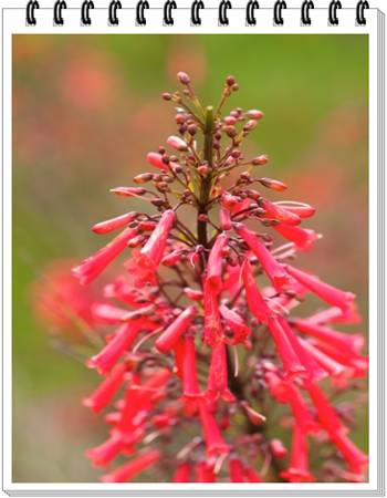 Firecracker Fern