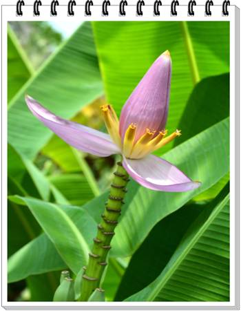 Flowering Banana