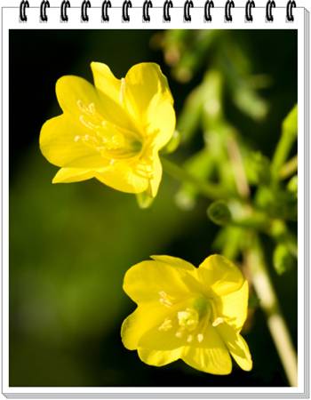 Evening Primrose