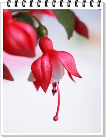 Fuchsia