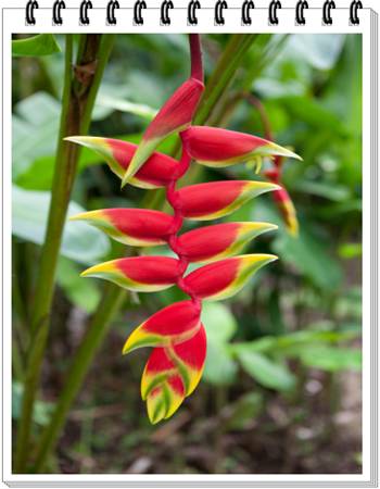 Hanging Lobster Claw