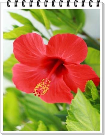 Hibiscus