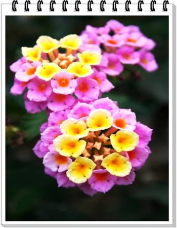 Lantana