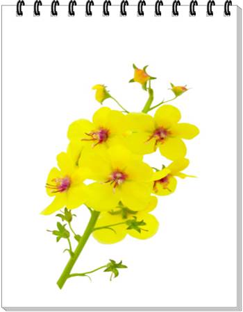 Moth Mullein