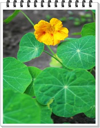 Nasturtium