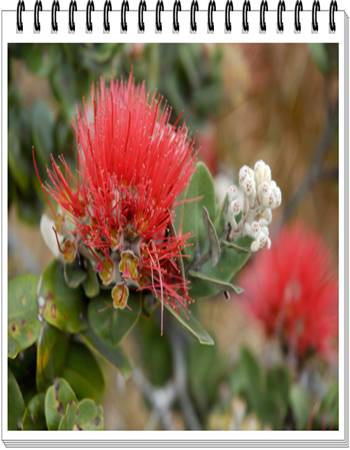 Ohi'a Lehua