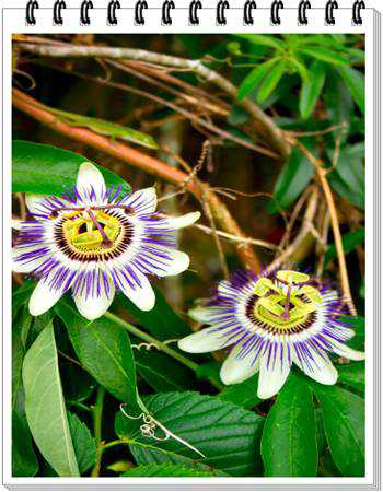 Passion Flower