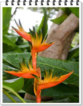 Parakeet Heliconia