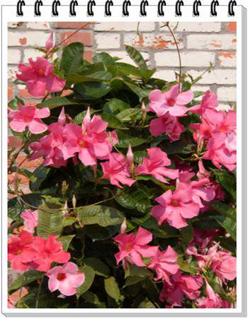 Pink Mandevilla